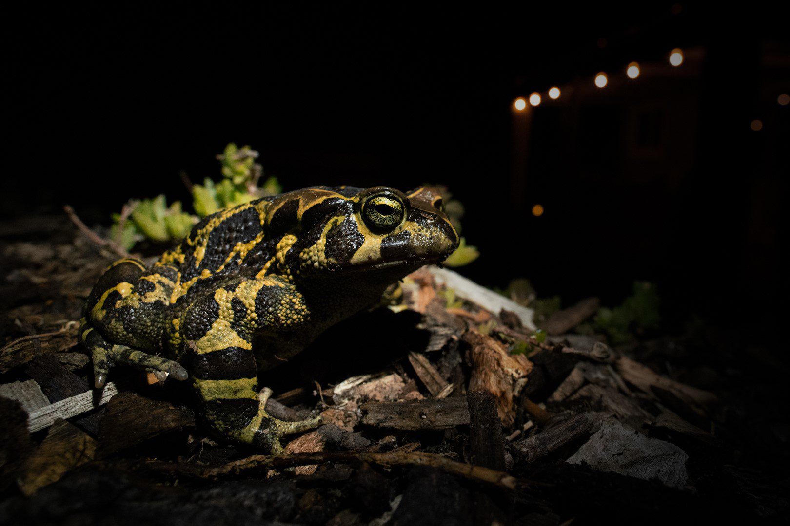 Home Page Western Leopard Toad Conservation Committee