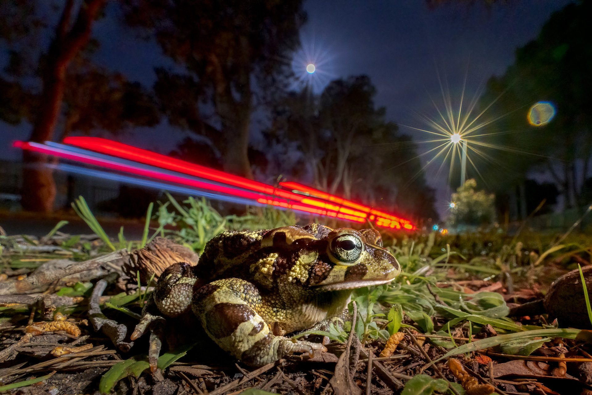 Home Page Western Leopard Toad Conservation Committee