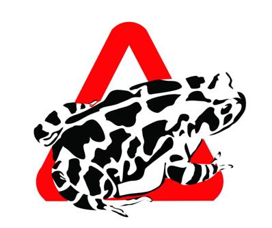 Western Leopard Toad